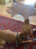 A Canine Companion's Rest