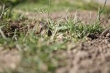 Hidden Life in the Grass Patch