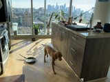 Canine Cooking