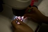Microscopic Investigation