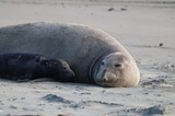 Elephant Seal Mother and Pup Resting on Beach