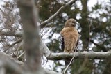 Red-shouldered Hawk Perched on Winter Branch