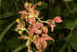 Fiery Blooms