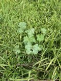 Verdant Clover in Golden Gate Park