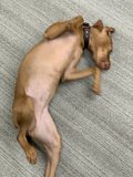 Dreaming Pup