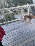 Sheltered Puppy on a Wooden Deck in Carmel