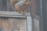 Fox Squirrel Perched Alert on Weathered Wooden Fence