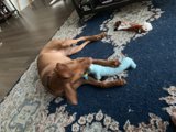 Paws and Play on Hardwood Floors
