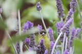 Lavender Hideaway