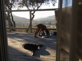 Paws and Claws on the Porch