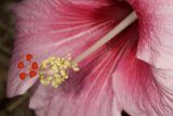 Pink Geranium Flower with Yellow Stamen