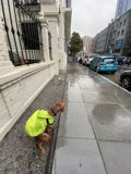 Urban Canine on Safety Duty