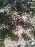 Lizard in the Shade