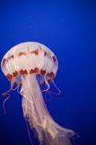 Ethereal Encounter at Monterey Bay