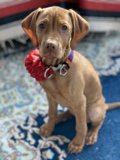 Flower Power Pup