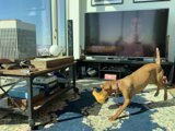 Playtime in the Living Room