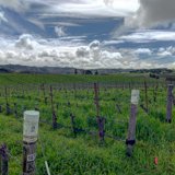 Rolling Hills Vineyard