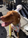 Birthday Pupper on a Leash