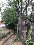 The Tethered Tree