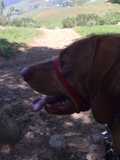 Hound Dog on the Hill
