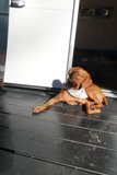 Trailer Pup