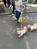 Urban Dog Walking