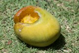 Nature's Banquet: Citrus in the Grass