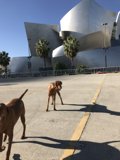 Canine Friends on a California Adventure