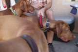 Man and his Canine Companions