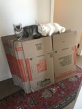 Boxed In Cats
