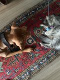Furry Friends Playtime