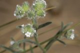 White Blossoms in the Arid Landscape