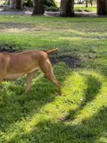 Walk in the Grass