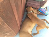 Relaxing with a Canine Companion