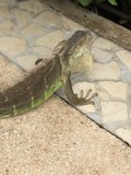 Iguana on the Path