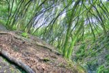 Serene Woodland Grove