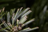 Pine Tree Close Up