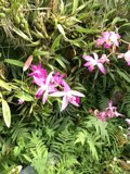 Flower Garden Paradise