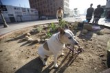 Furry Companion amidst Guerilla Gardening