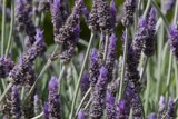 Lavender Dreams