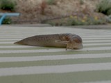 Slug Crawling Across Wooden Deck Surface