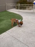 Canine Companions at Play