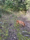 Roaming Through the Fields