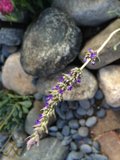 A Purple Beauty Amidst Rocky Surroundings
