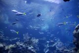 A Spectacle of Aquatic Life at Golden Gate Park