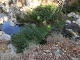 Serenity by the Stream
