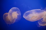 Graceful Underwater Ballet at Monterey