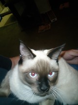 Blue-Eyed Siamese Cat