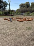 Pumpkin Picking Adventure