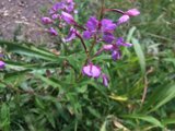 Purple Geranium at Santa Fe Plaza